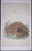 Rev Morris Willow Warbler Bird Nest & Egg Antique Woodblock Engraving-65