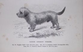 Dandie Dinmont Terrier British Dogs by Hugh Dalziel 1889 Antique Book Plate-56
