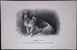 The French Basset British Dogs by Hugh Dalziel 1889 Antique Book Plate-25