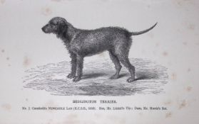 Bedlington Terrier British Dogs by Hugh Dalziel 1889 Antique Book Plate-58