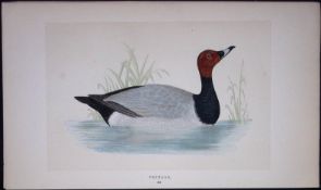Pochard Duck Bird- Rev Morris First Edition Antique Woodblock Engraving-116