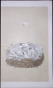 Rev Morris Blue Tit Bird Nest & Egg Antique Woodblock Engraving-8a
