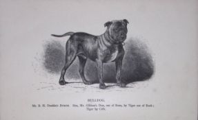 Bulldog British Dogs by Hugh Dalziel 1889 Antique Book Plate-43