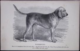 The Bloodhound British Dogs by Hugh Dalziel 1889 Antique Book Plate-20