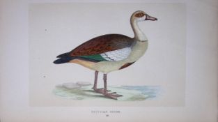 Egyptian Goose Bird- Rev Morris First Edition Antique Woodblock Engraving-76