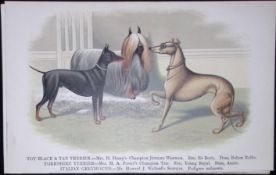 Terriers & Greyhound British Dogs by Hugh Dalziel 1889 Antique Coloured Book Plate-15
