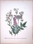 Rare 165-Yr-Old Antique Wildflower Gilt-Edged Illustration Jane Webb Loudon-30-A
