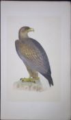 Erne Bird- Rev Morris First Edition Antique Woodblock Engraving-3