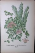 Sedum Sieboldii & Sarmentosum Edward Step Rare Antique Botanical Book Plate-98