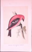 American Winged Crossbill Rev Morris First Edition Antique Woodblock Engraving-170