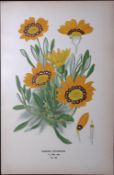 Gazania Splendens Edward Step Rare Antique Botanical Book Plate-156