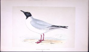 Bonaparte’s Gull Bird- Rev Morris First Edition Antique Woodblock Engraving-201
