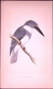 Belted Kingfisher Bird- Rev Morris First Edition Antique Woodblock Engraving-47