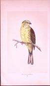 Yellow Hammer Rev Morris First Edition Antique Woodblock Engraving-152