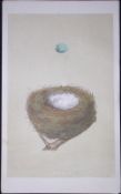 Rev Morris Redpole Bird Nest & Egg Antique Woodblock Engraving-11