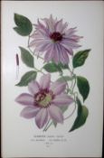 Clematis Varieties Edward Step Rare Antique Flower Book Plate-1