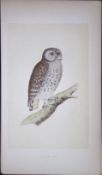 Little Owl Bird- Rev Morris First Edition Antique Woodblock Engraving-30