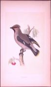 Waxwing Bird- Rev Morris First Edition Antique Woodblock Engraving-58