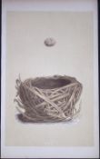 Rev Morris Savi's Warbler Bird Nest & Egg Antique Woodblock Engraving-69