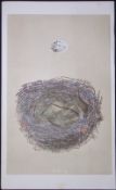 Rev Morris Woodchat Bird Nest & Egg Antique Woodblock Engraving-6