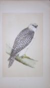 Jer-Falcon Bird- Rev Morris First Edition Antique Woodblock Engraving-12