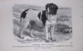 Landseer Newfoundland British Dogs by Hugh Dalziel 1889 Antique Book Plate-47