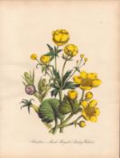 Rare 165-Yr-Old Antique Wildflower Gilt-Edged Illustration Jane Webb Loudon -3.