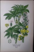 Castor-Oil Plant Edward Step Rare Antique Botanical Book Plate-233