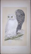 Snowy Owl Bird- Rev Morris First Edition Antique Woodblock Engraving-27