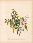 Rare 165-Yr-Old Antique Wildflower Gilt-Edged Illustration Jane Webb Loudon -4-A
