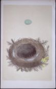 Rev Morris Whinchat Bird Nest & Egg Antique Woodblock Engraving-57