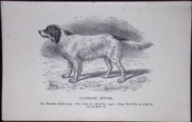 Laverack Setter British Dogs by Hugh Dalziel 1889 Antique Book Plate-30