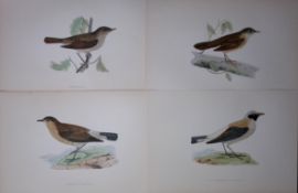 Job-Lot Rev Morris History of British Birds 130 Yrs-Old Antique Engravings-9