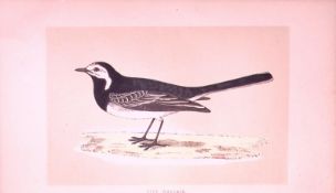 Pied Wagtail Bird- Rev Morris First Edition Antique Woodblock Engraving-133
