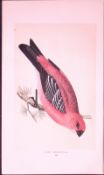 Pine Grossbeak Rev Morris First Edition Antique Woodblock Engraving-167