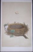Rev Morris Garden Warbler Bird Nest & Egg Antique Woodblock Engraving-61