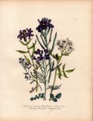 Rare 165-Yr-Old Antique Wildflower Gilt-Edged Illustration Jane Webb Loudon -9.