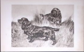 Pair Black Field Spaniels Antique Book Plate Rawdon Lee -Modern Dogs -52