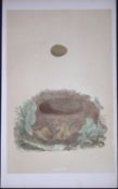 Rev Morris Nightingale Bird Nest & Egg Antique Woodblock Engraving-60