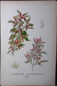 Telanthera Amaena & Versicolour Edward Step Rare Antique Botanical Book Plate-231