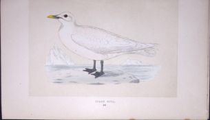 Ivory Gull Bird- Rev Morris First Edition Antique Woodblock Engraving-205