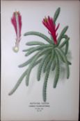 Rat’s Tail Cactus Edward Step Rare Antique Botanical Book Plate-117