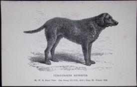 Curly Coated Retriever British Dogs by Hugh Dalziel 1889 Antique Book Plate-36