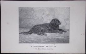 Curly Coated Retriever British Dogs by Hugh Dalziel 1889 Antique Book Plate-37