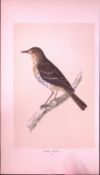 Tree Pipit Bird- Rev Morris First Edition Antique Woodblock Engraving-141