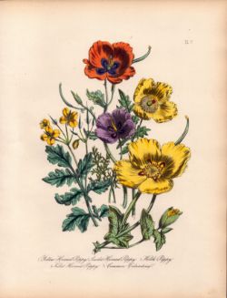 Rare 165-Yr-Old Antique Wildflower Gilt-Edged Illustration Jane Webb Loudon -7.