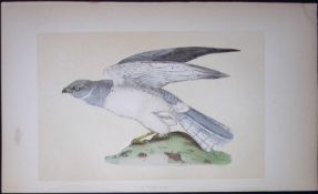 Hen Harrier Bird- Rev Morris First Edition Antique Woodblock Engraving-21