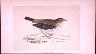 Meadow Pipit Bird- Rev Morris First Edition Antique Woodblock Engraving-138