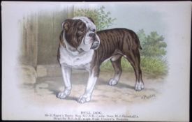 Bull Dog British Dogs by Hugh Dalziel 1889 Antique Coloured Book Plate-12