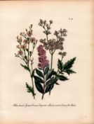 Rare 165-Yr-Old Antique Wildflower Gilt-Edged Illustration Jane Webb Loudon-30.